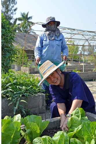 cutting greens-AsiaPhotoStock