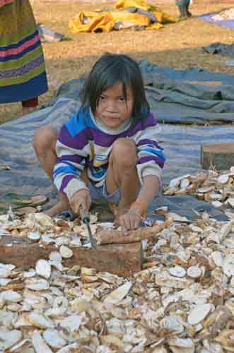 cutting cassava-AsiaPhotoStock