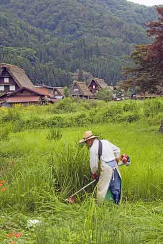 cutting grass-AsiaPhotoStock