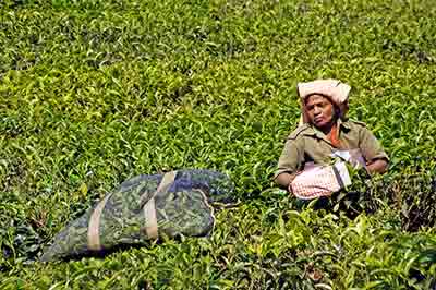 cutting tea-AsiaPhotoStock