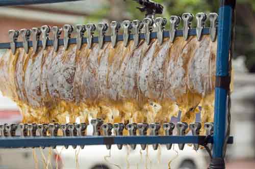 cuttle fish cart-AsiaPhotoStock