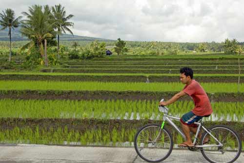 cyclist rice fields-AsiaPhotoStock