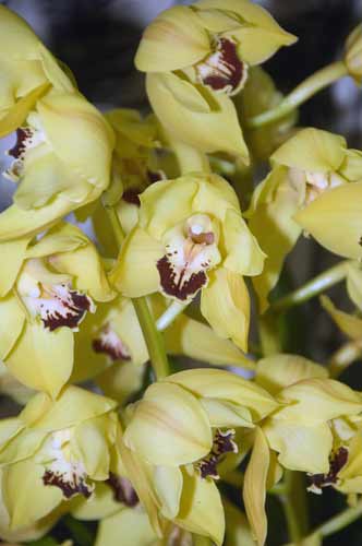 cymbidium_g.c.bridge-AsiaPhotoStock