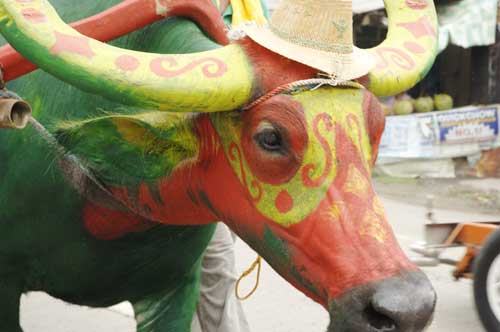 painted carabao-AsiaPhotoStock