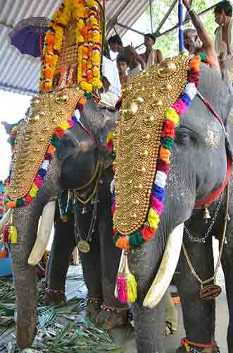 decorated elephant-AsiaPhotoStock