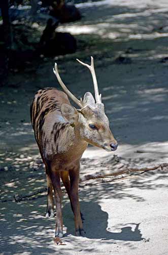 hog deer-AsiaPhotoStock