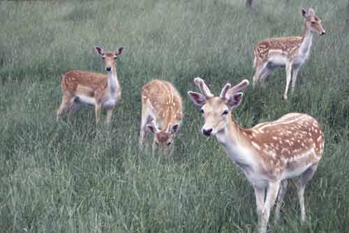 new zealand deer-AsiaPhotoStock