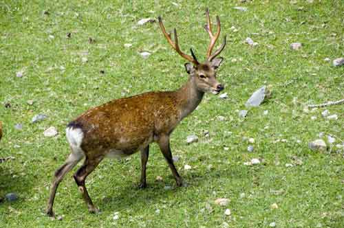 sika deer-AsiaPhotoStock