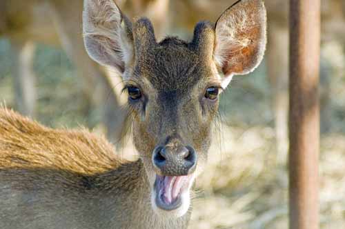 barking deer in thailand-AsiaPhotoStock