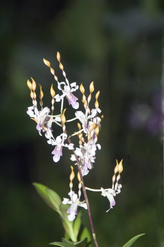 dendrobium jairak helixes-AsiaPhotoStock