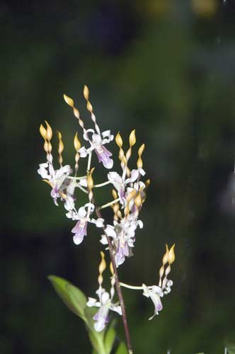 dendrobium_jairak_helix-AsiaPhotoStock