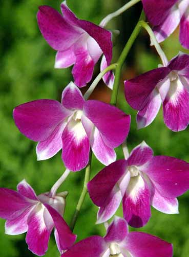 dendrobium sonia-AsiaPhotoStock