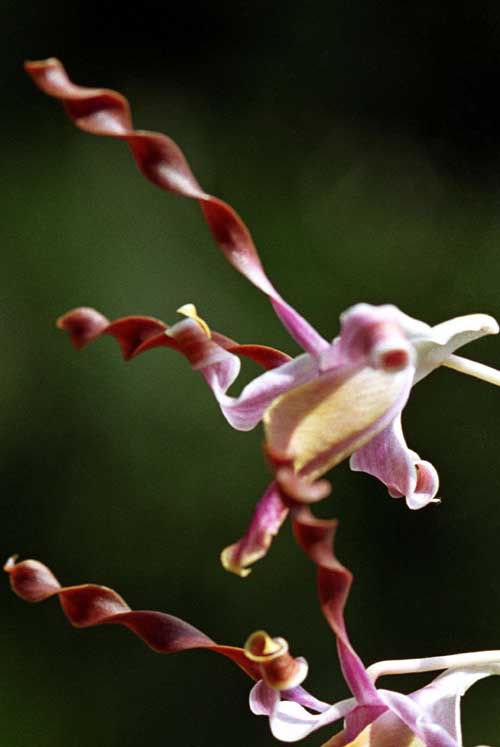 dendrobium maggie that-AsiaPhotoStock