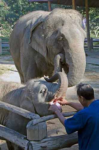dentist elephant-AsiaPhotoStock