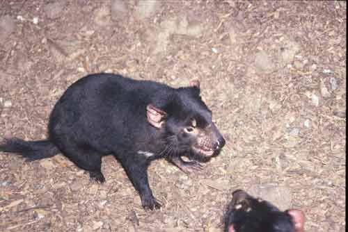 tasmanian devil-AsiaPhotoStock