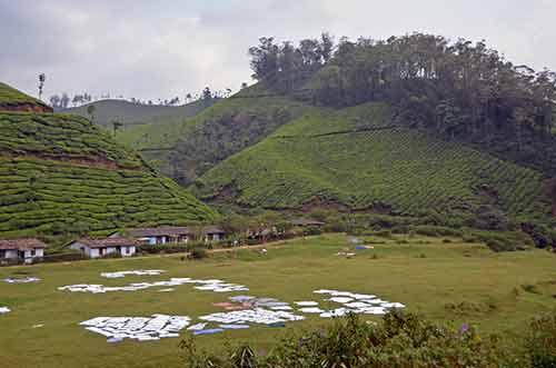 dhobi munnar-AsiaPhotoStock