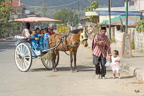 dieng carriage-AsiaPhotoStock