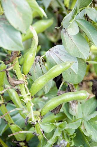 dieng peanuts-AsiaPhotoStock