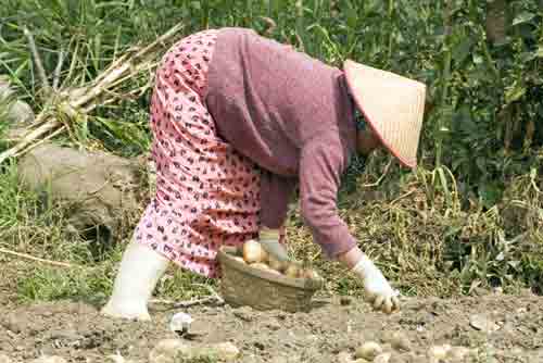 dieng potatoes-AsiaPhotoStock