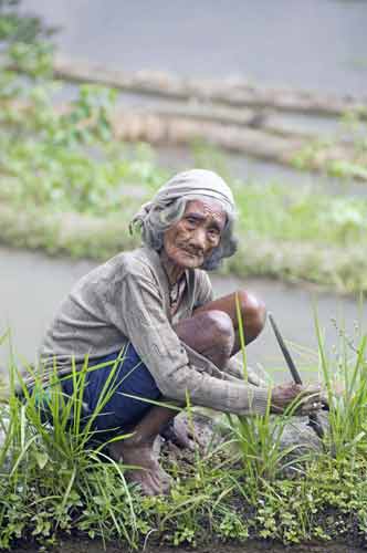 old lady batad fields-AsiaPhotoStock