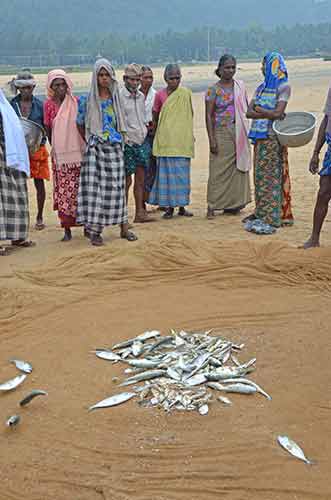 displays fish chowara-AsiaPhotoStock