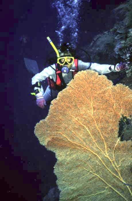 diver with fan coral-AsiaPhotoStock