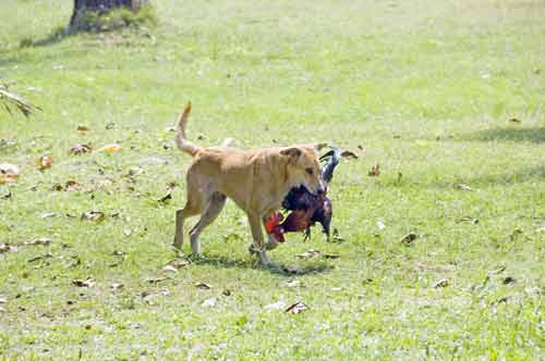 dog catches chicken-AsiaPhotoStock