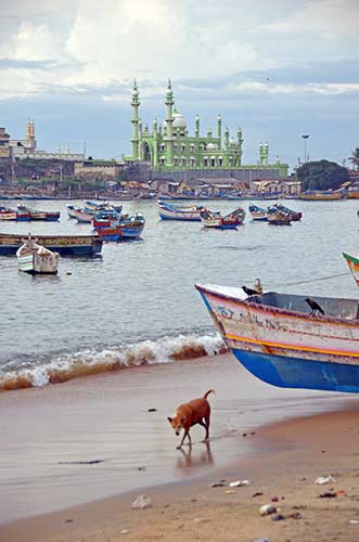 dog on beach-AsiaPhotoStock