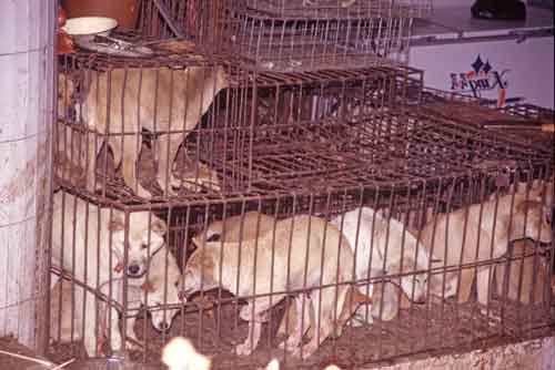 caged dogs-AsiaPhotoStock
