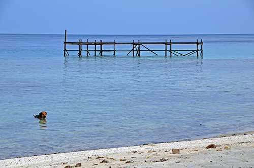 dog takes a dip-AsiaPhotoStock