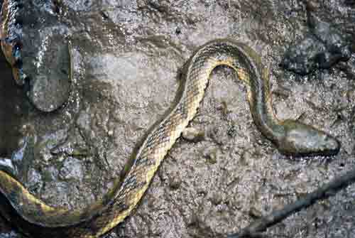 dog faced water snake-AsiaPhotoStock