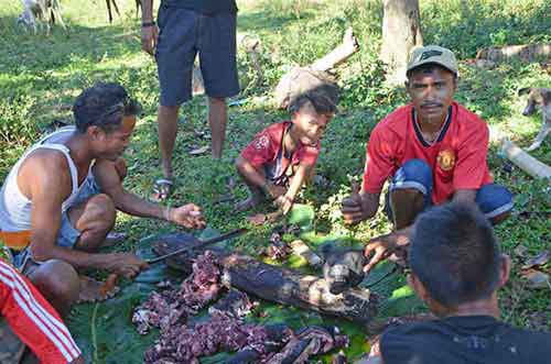 dog meat sumba-AsiaPhotoStock