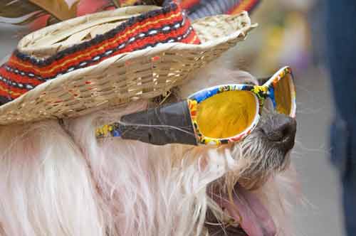 dog in eye glasses-AsiaPhotoStock