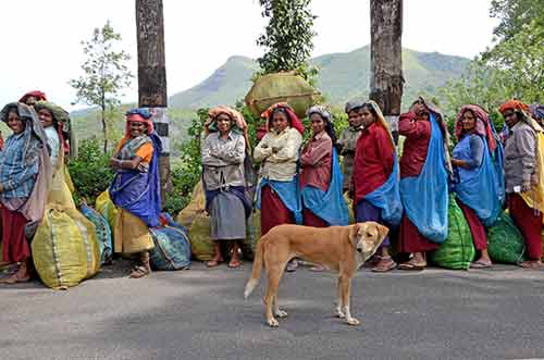 dog tea-AsiaPhotoStock