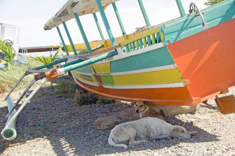 dogs in boat shade-AsiaPhotoStock