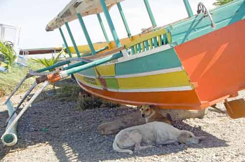 dogs in boat shade-AsiaPhotoStock