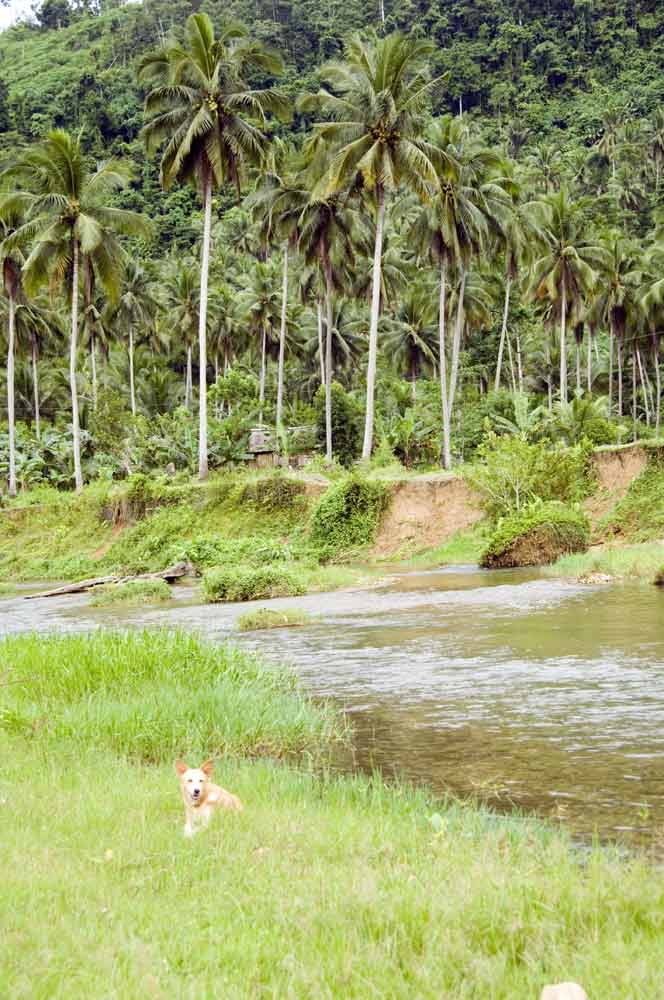dog by river-AsiaPhotoStock