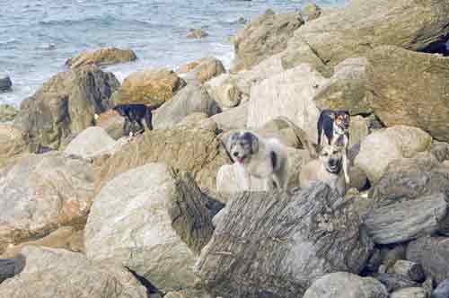 dogs on rocks-AsiaPhotoStock