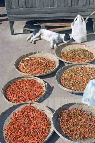 dog and chilli-AsiaPhotoStock