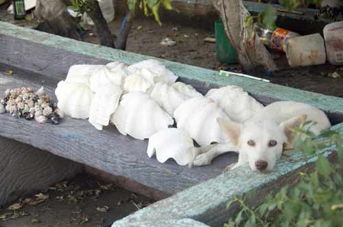 dog and shells-AsiaPhotoStock