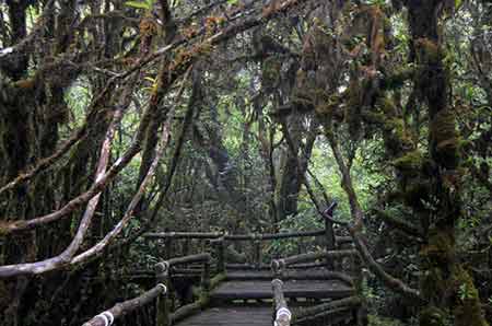 doi inthanon-AsiaPhotoStock