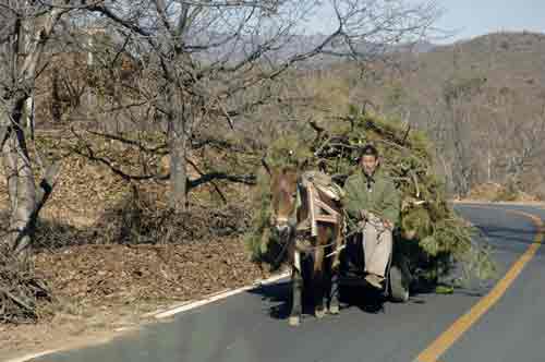 donkey cart-AsiaPhotoStock