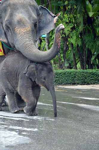 doting mum elephant-AsiaPhotoStock