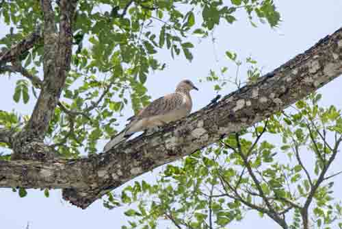 spotted dove pasir ris-AsiaPhotoStock