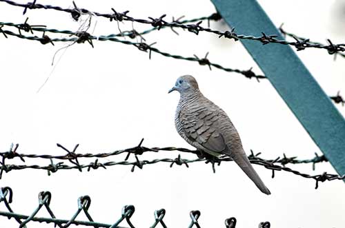 dove on wire-AsiaPhotoStock