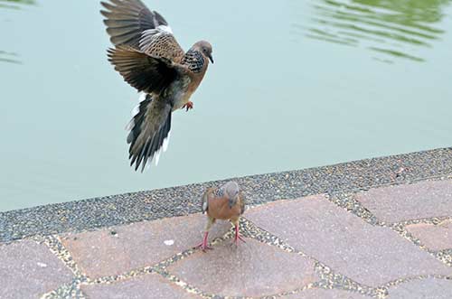 dove pounce-AsiaPhotoStock