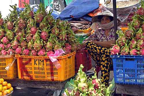 dragon fruit-AsiaPhotoStock