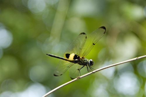 yellow dragon fly-AsiaPhotoStock