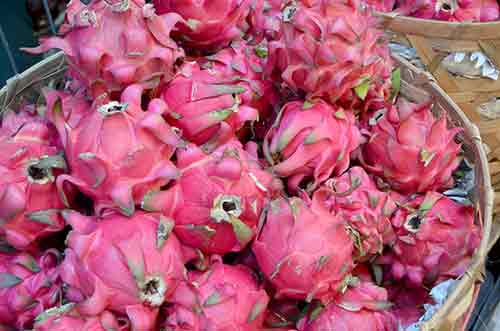 dragon fruits bali-AsiaPhotoStock