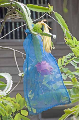 dragon fruit in blue bag-AsiaPhotoStock